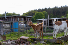 160526_Teichb_02_Krachmacht_026