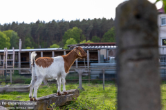 160526_Teichb_02_Krachmacht_027