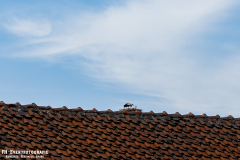 310525_TB_03_Richtung_Exil_035
